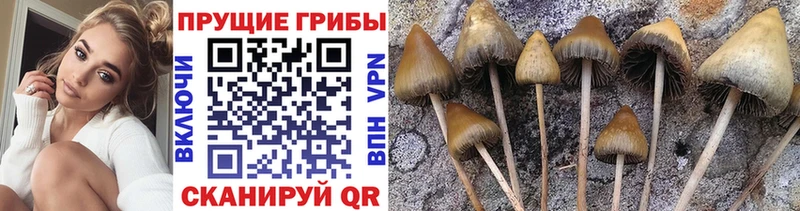 Псилоцибиновые грибы Cubensis  Апатиты 